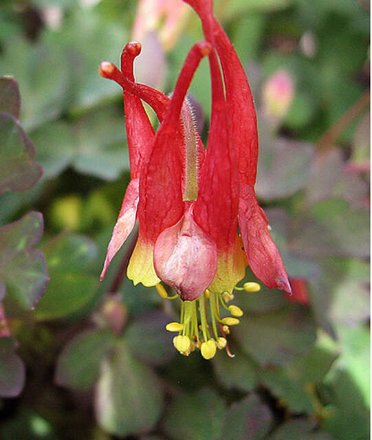 Превью изображения