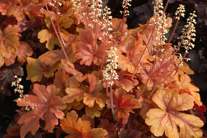 Превью изображения