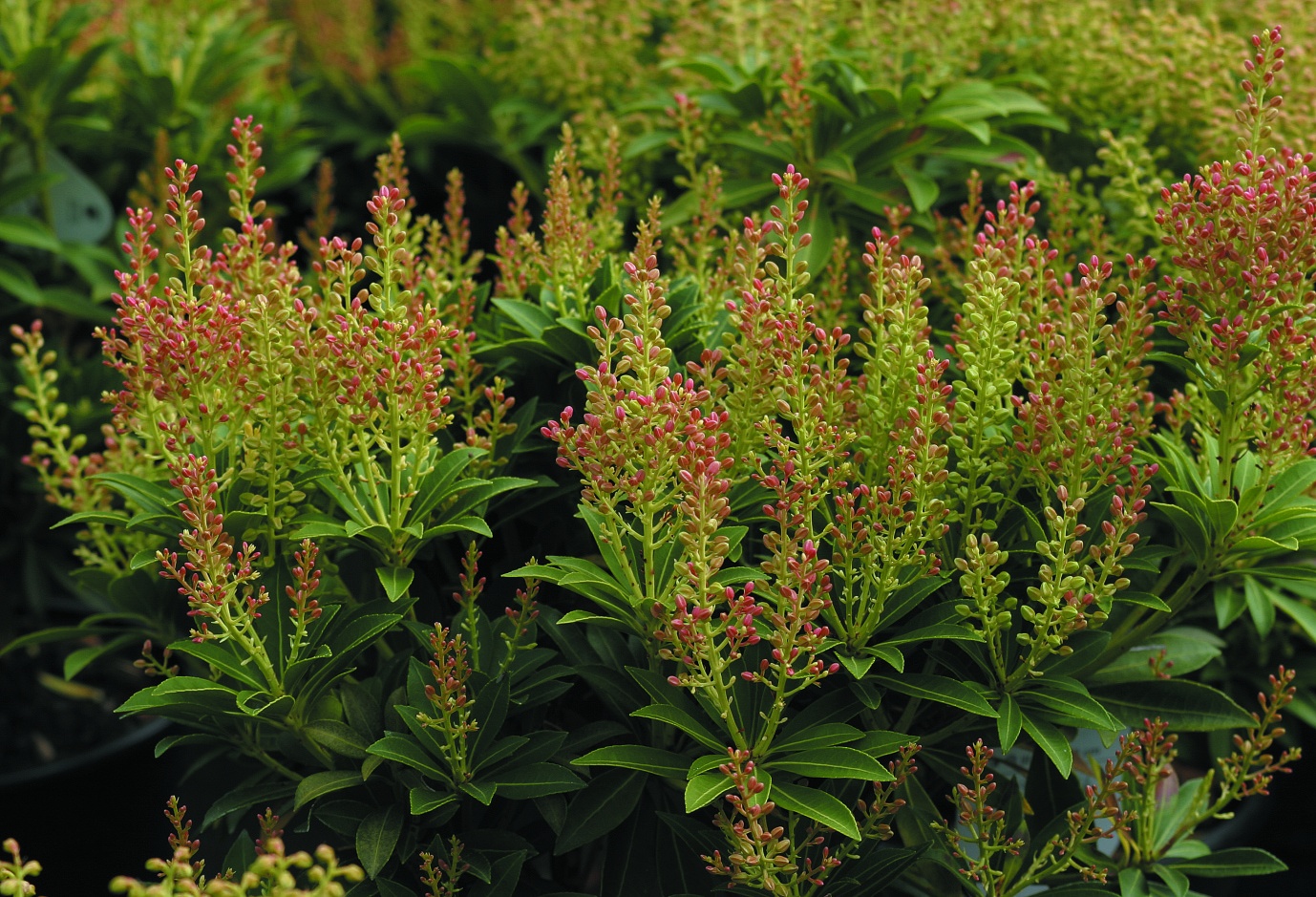 Превью изображения