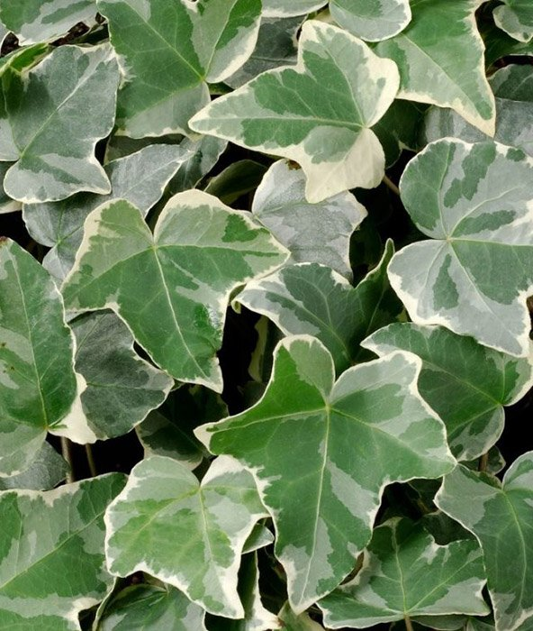 Превью изображения