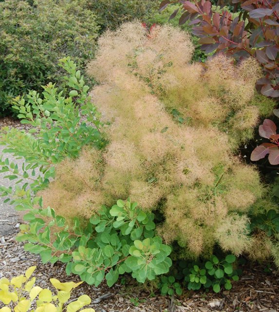 Превью изображения