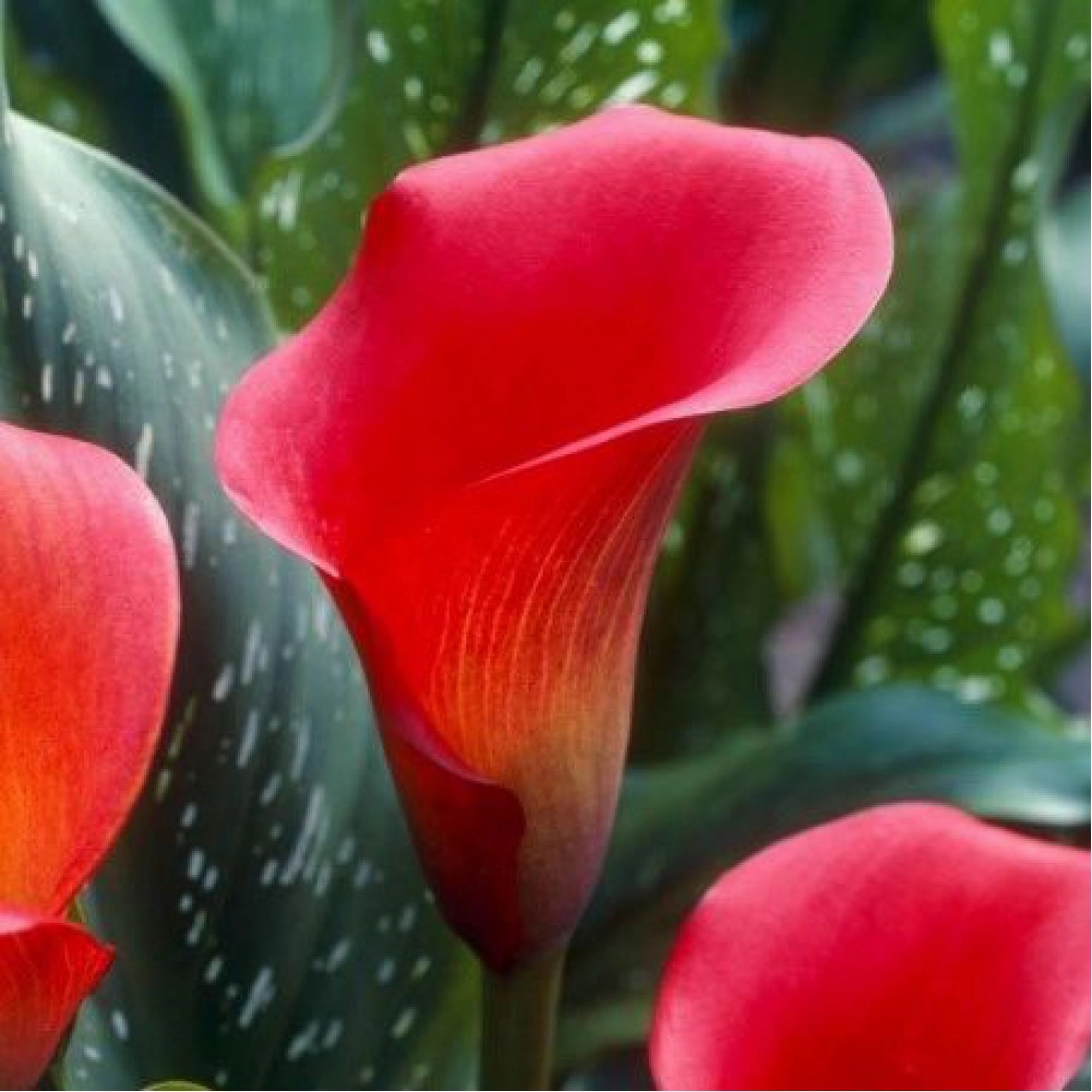 Превью изображения