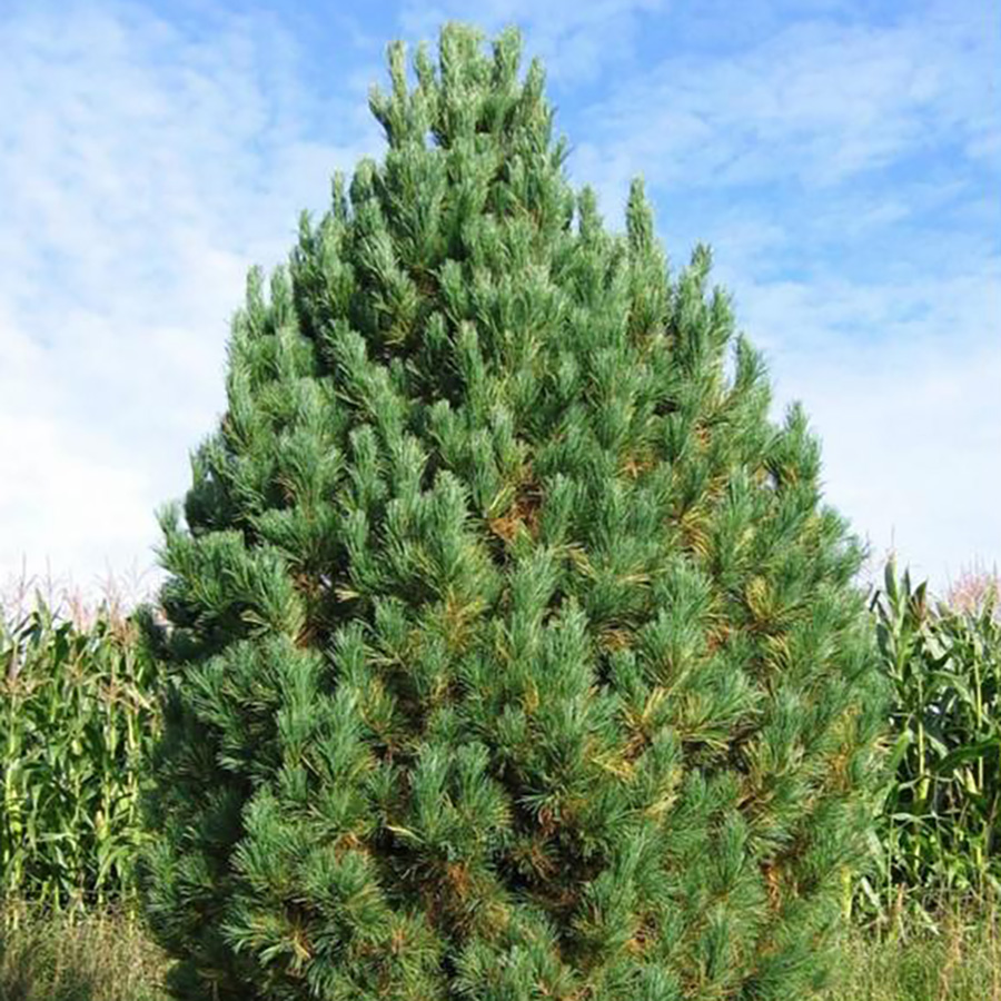 Превью изображения