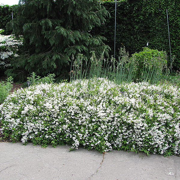 Превью изображения