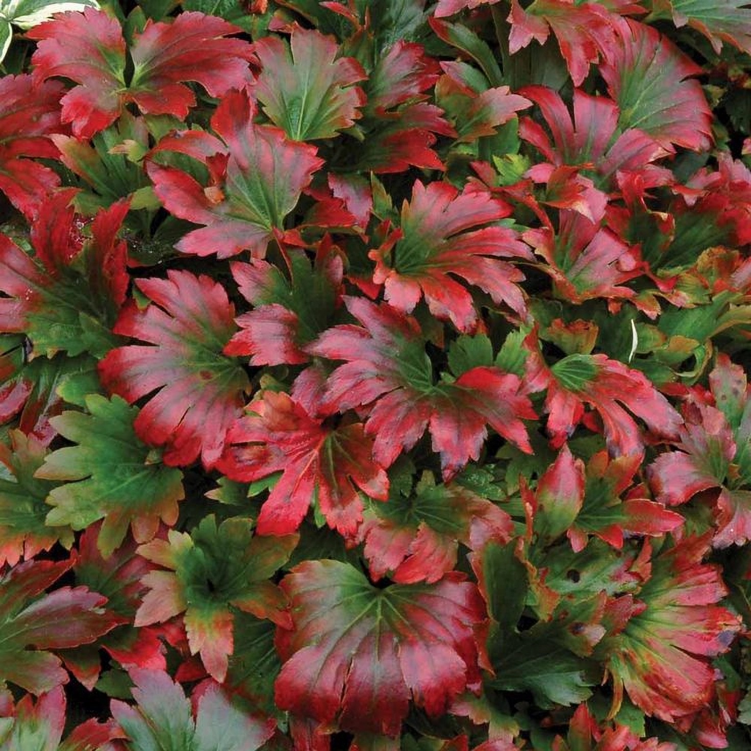 Превью изображения