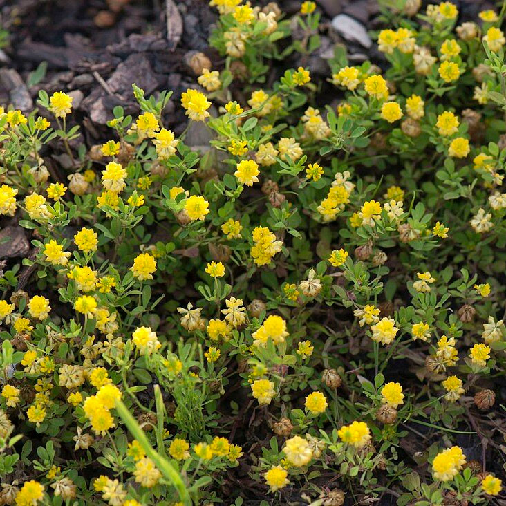 Превью изображения