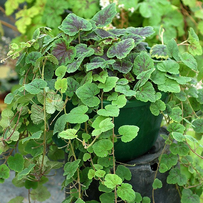 Превью изображения