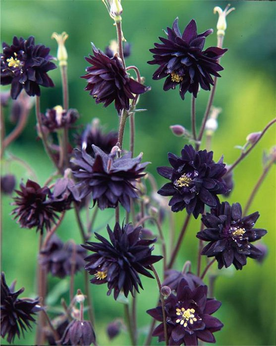 Превью изображения