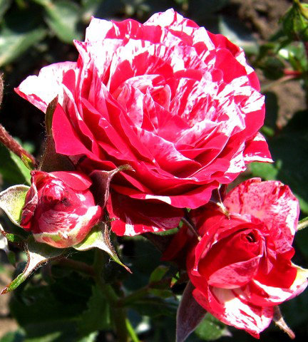 Превью изображения