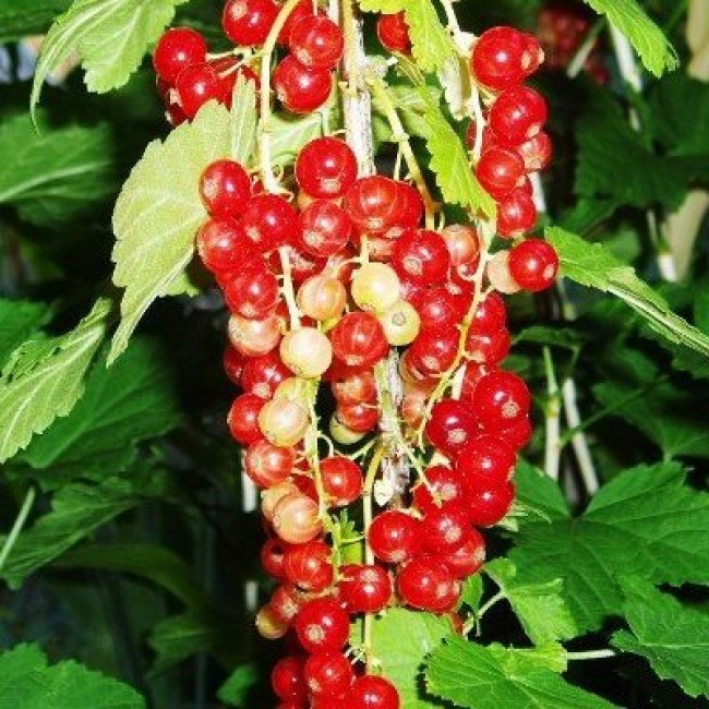 Превью изображения