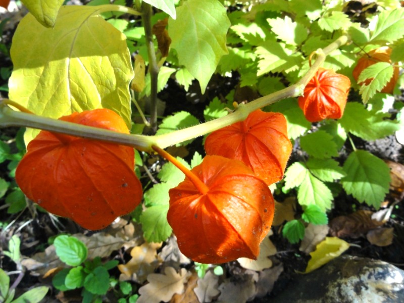 Превью изображения