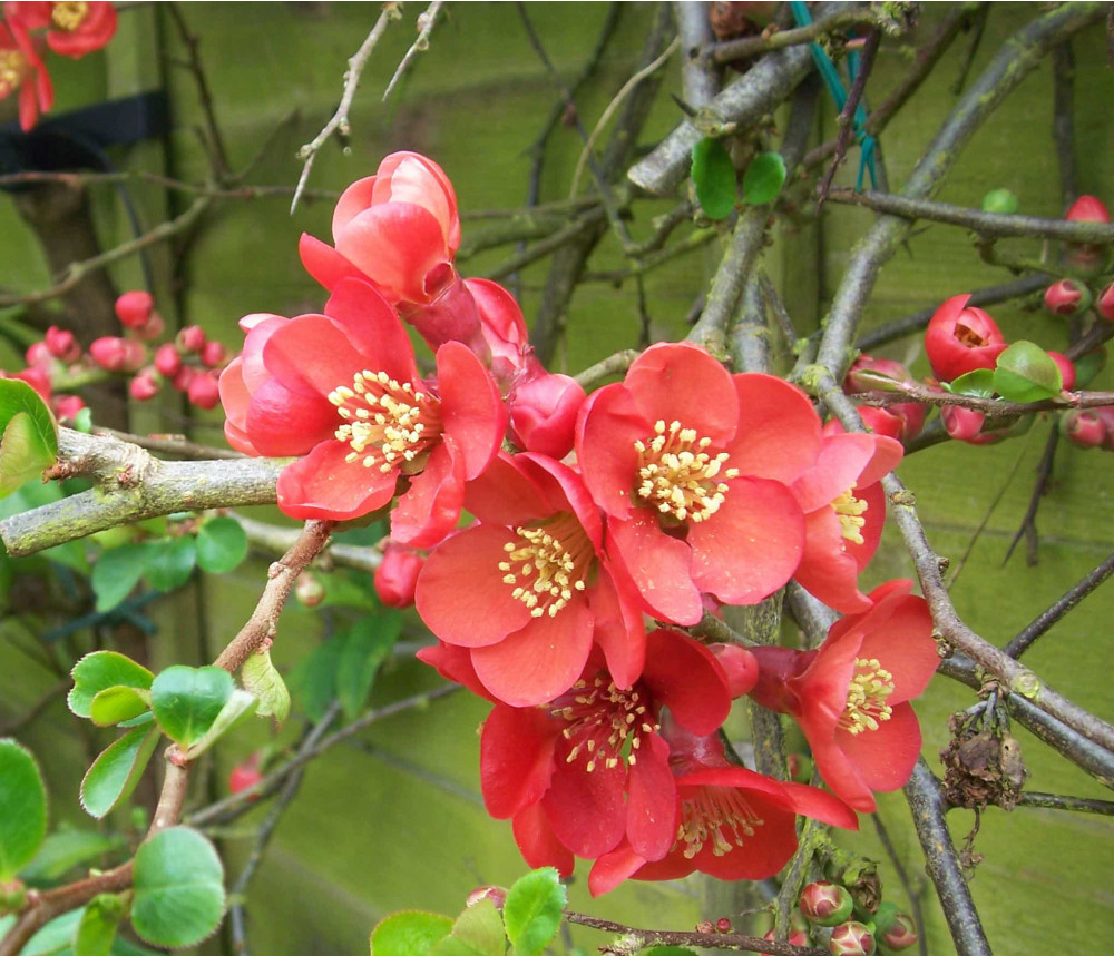 Превью изображения