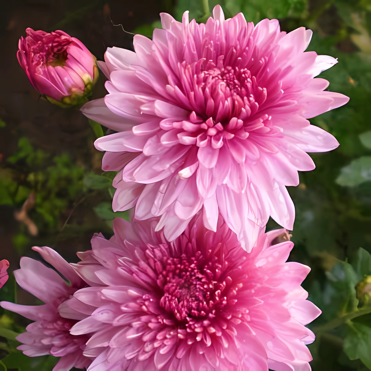 Превью изображения