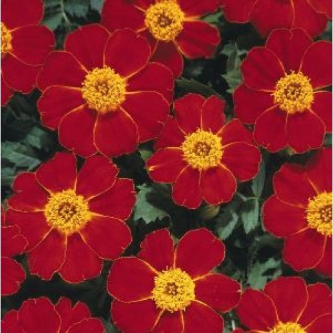 Превью изображения