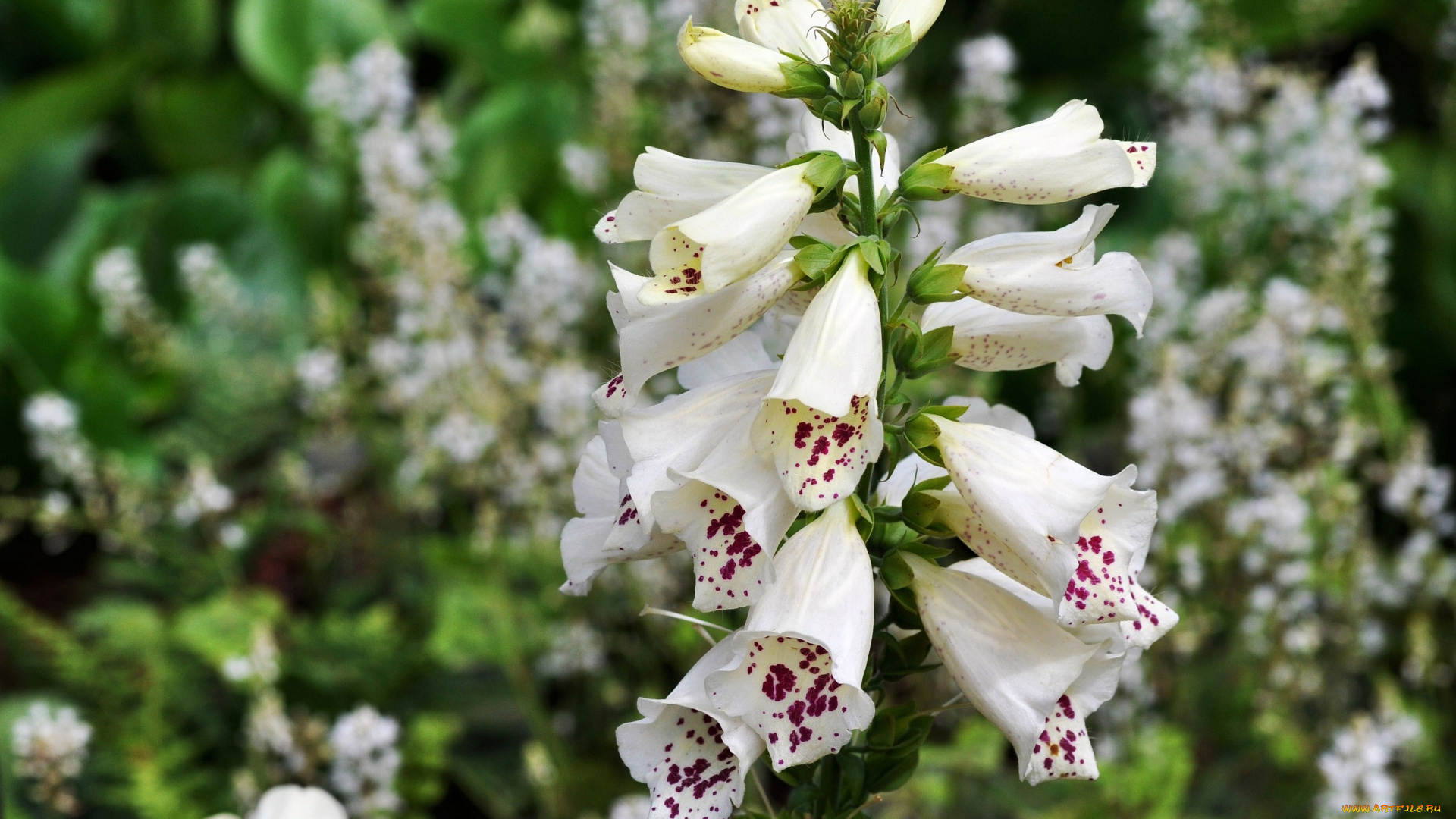 Превью изображения