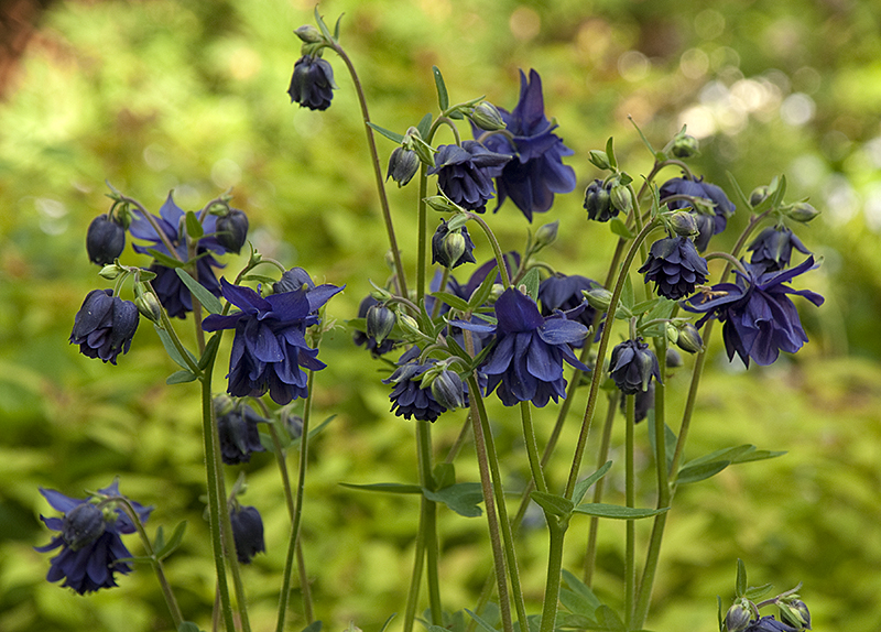 Превью изображения