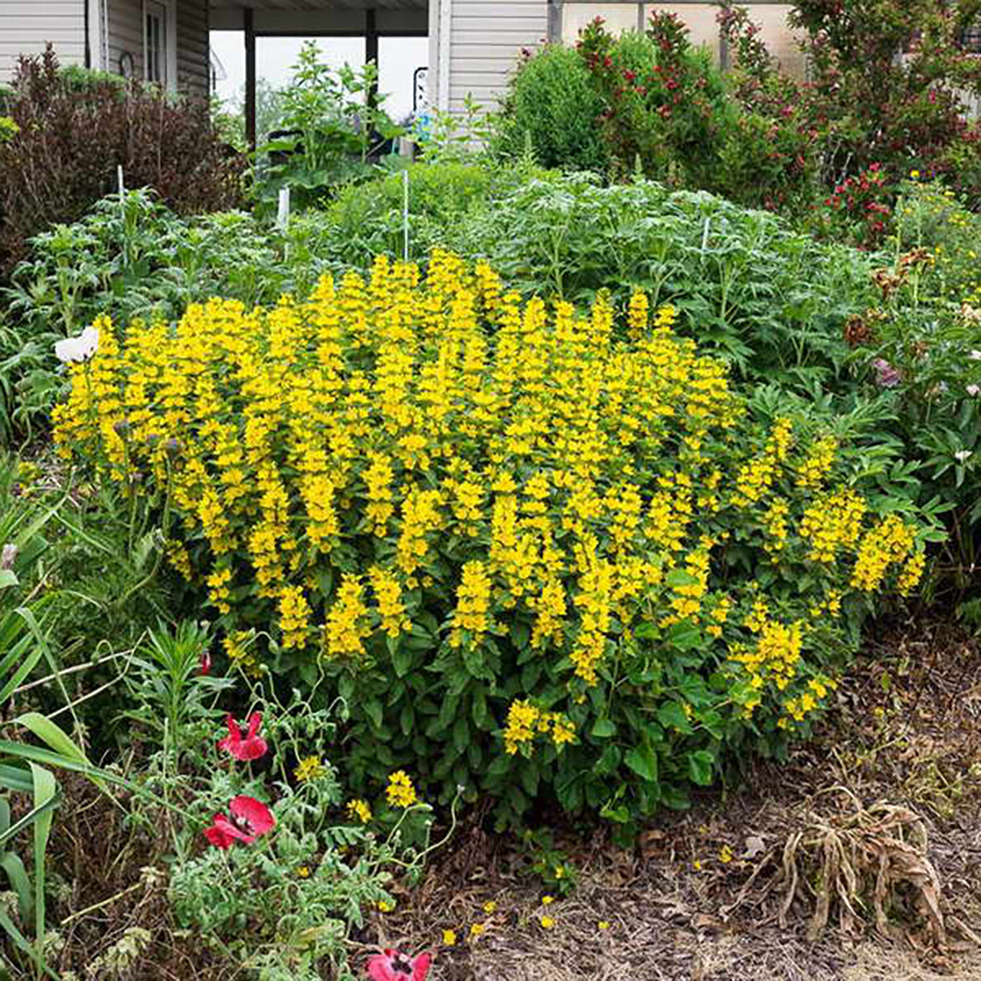 Превью изображения