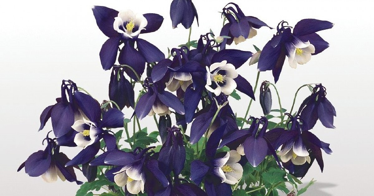 Превью изображения