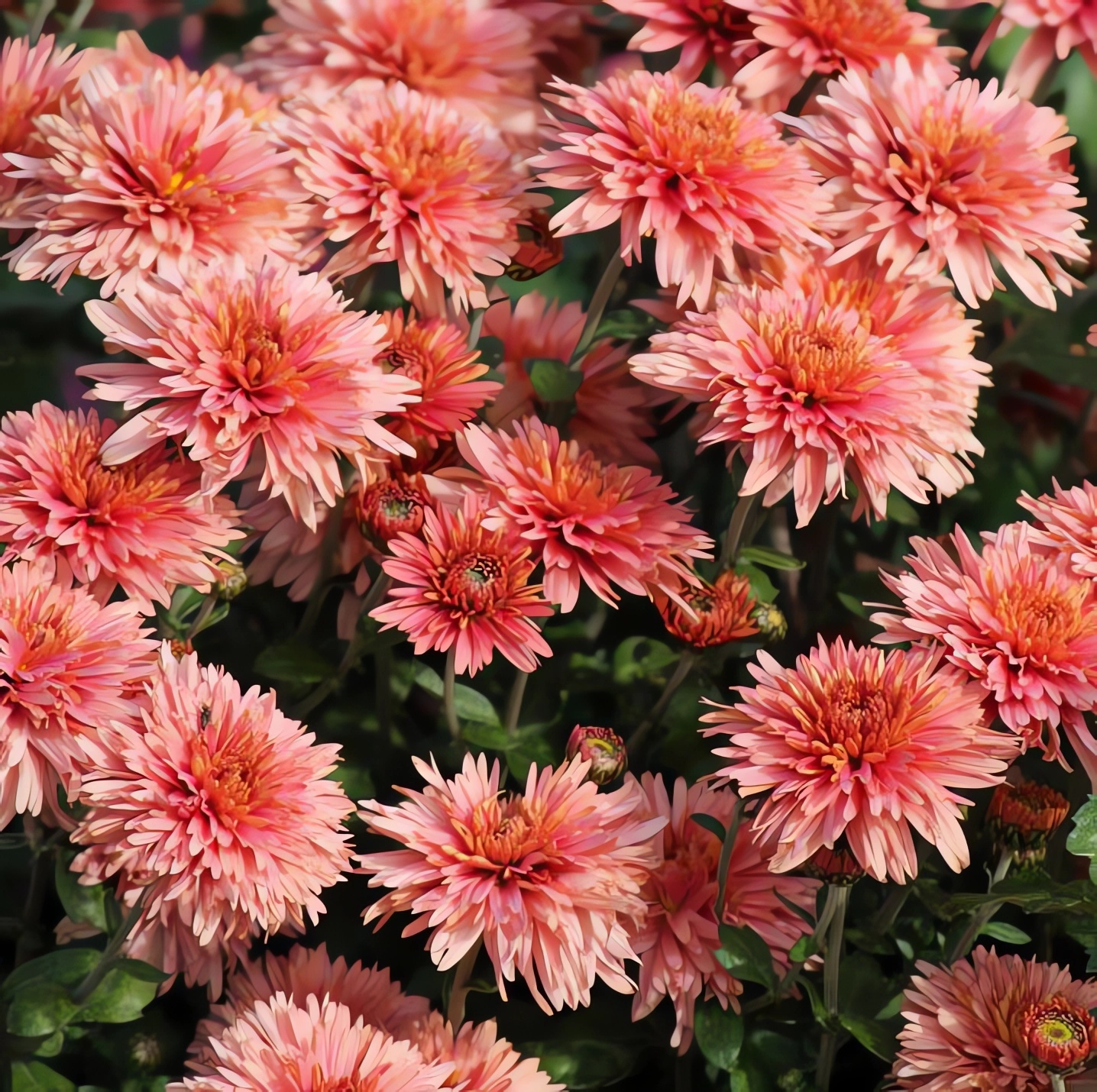 Превью изображения