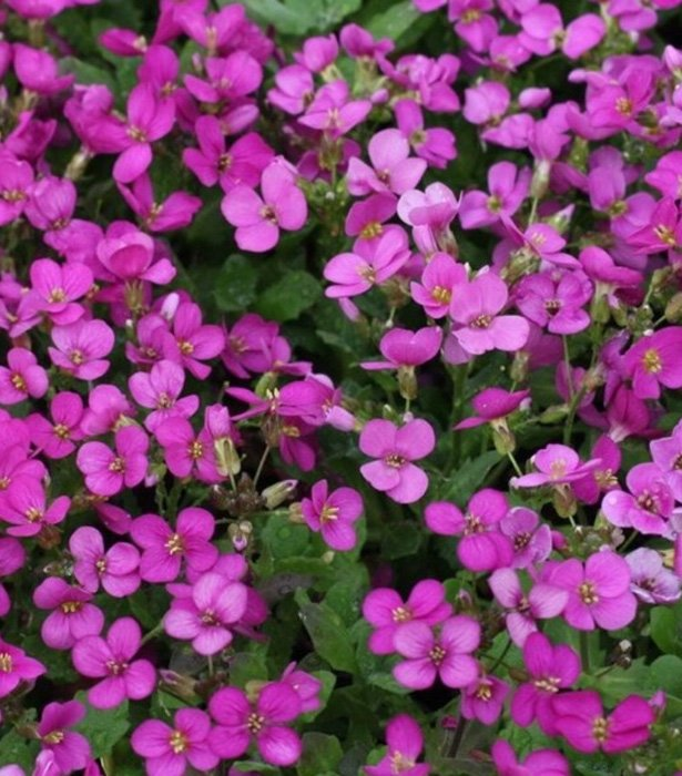 Превью изображения