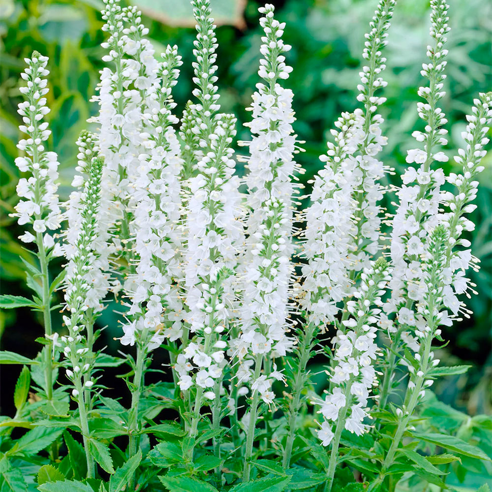 Превью изображения