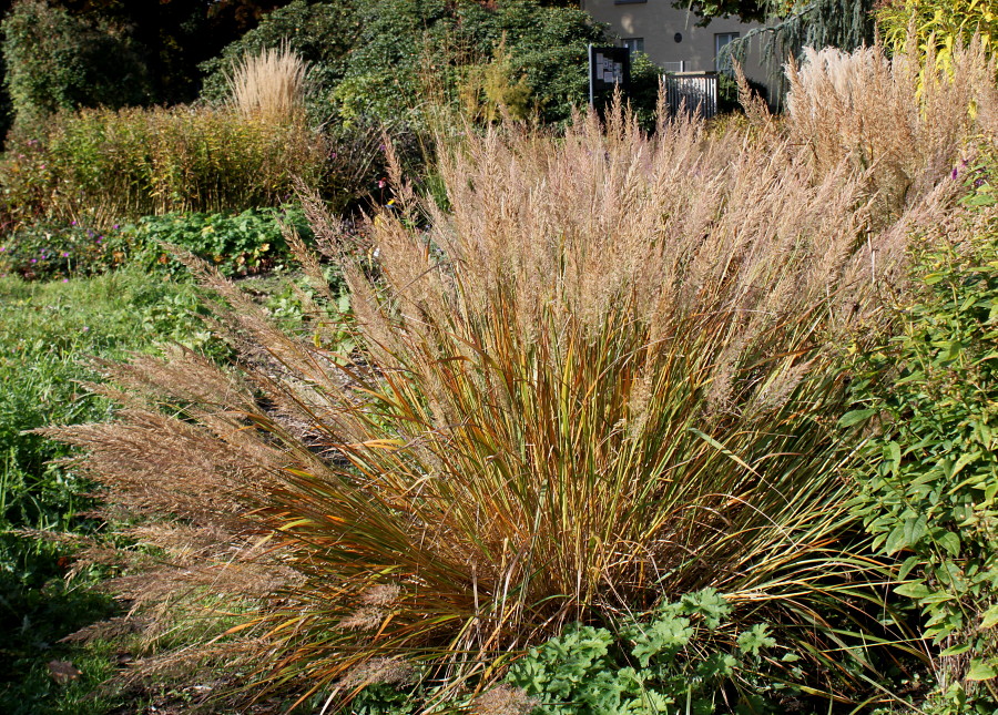 Превью изображения