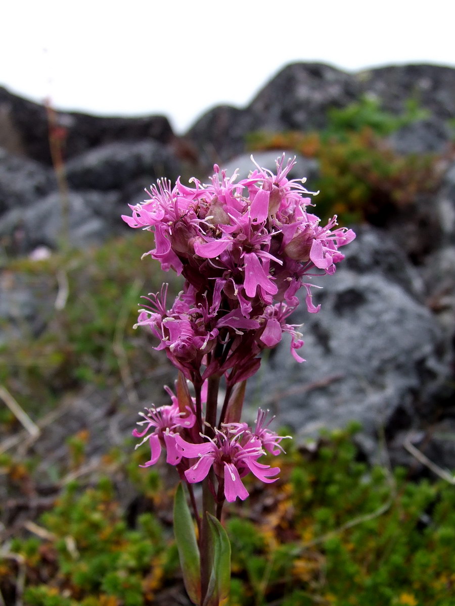 Превью изображения