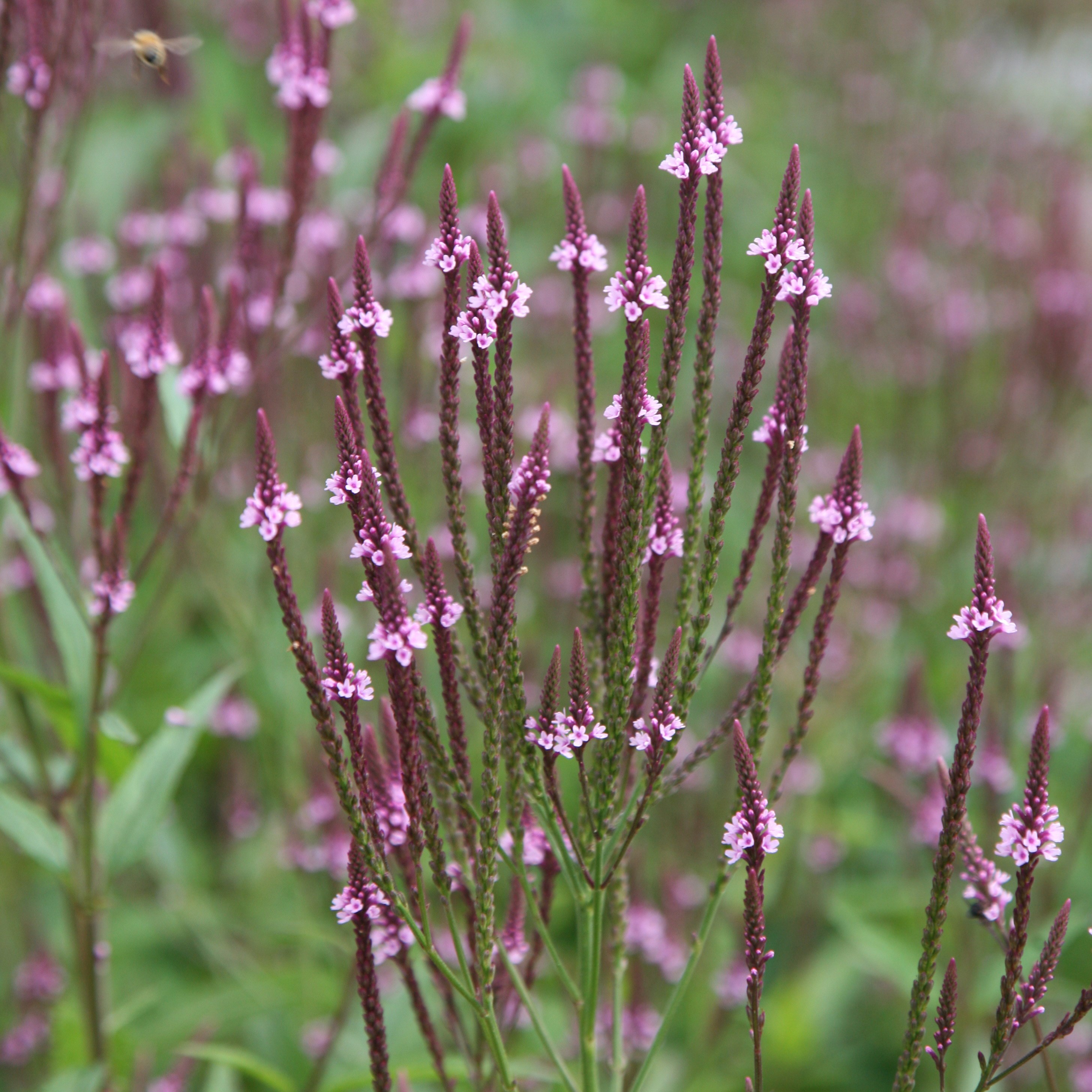 Превью изображения