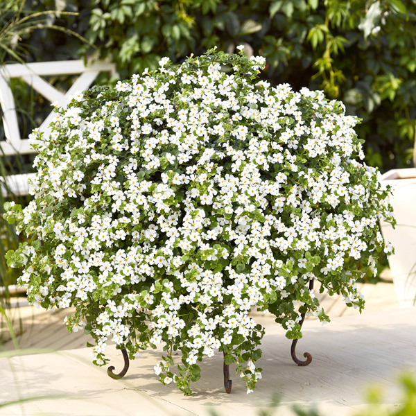 Превью изображения