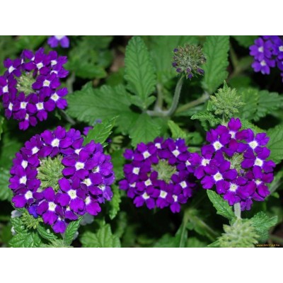 Превью изображения