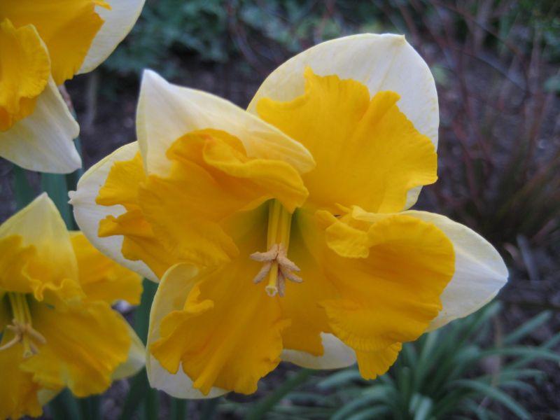 Превью изображения