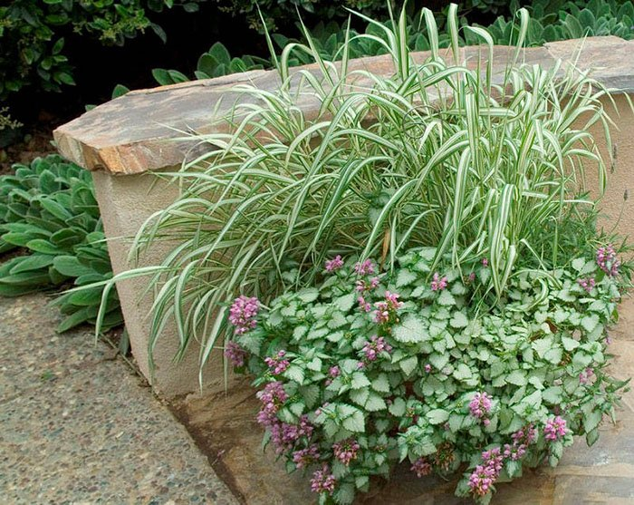 Превью изображения