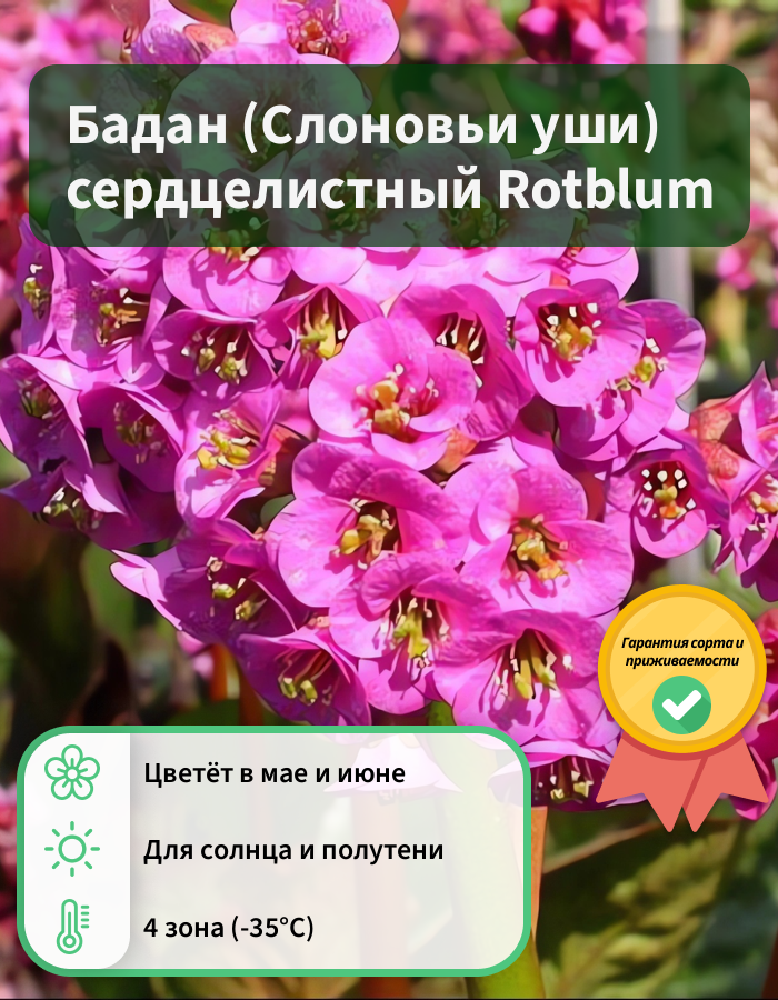 Превью изображения