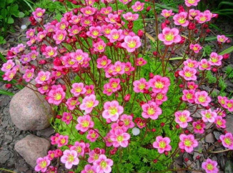 Превью изображения