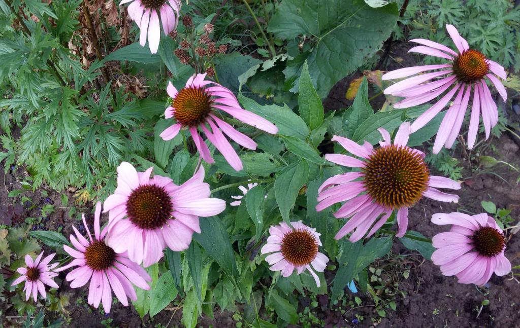 Превью изображения