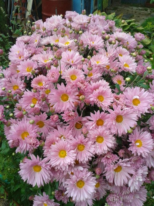 Превью изображения