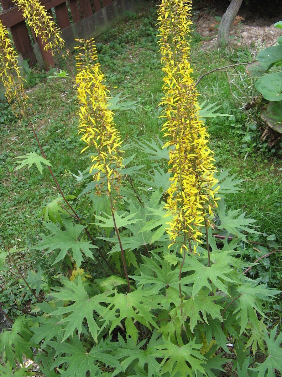 Превью изображения