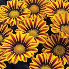 Превью изображения