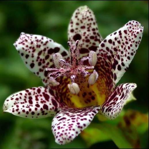 Превью изображения