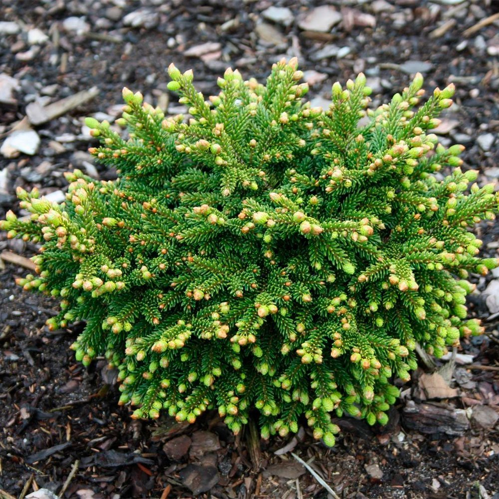 Превью изображения