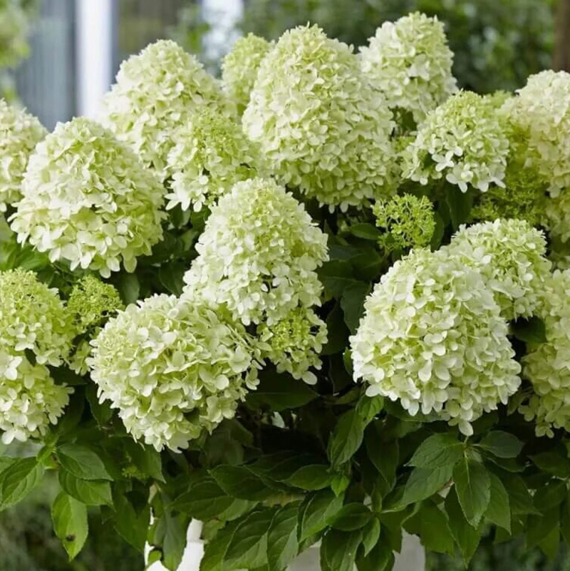 Превью изображения