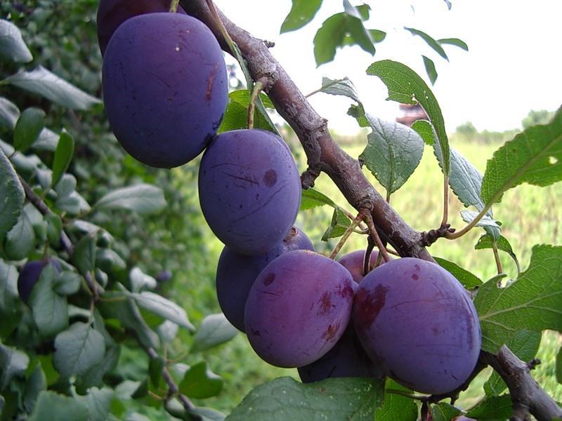 Превью изображения