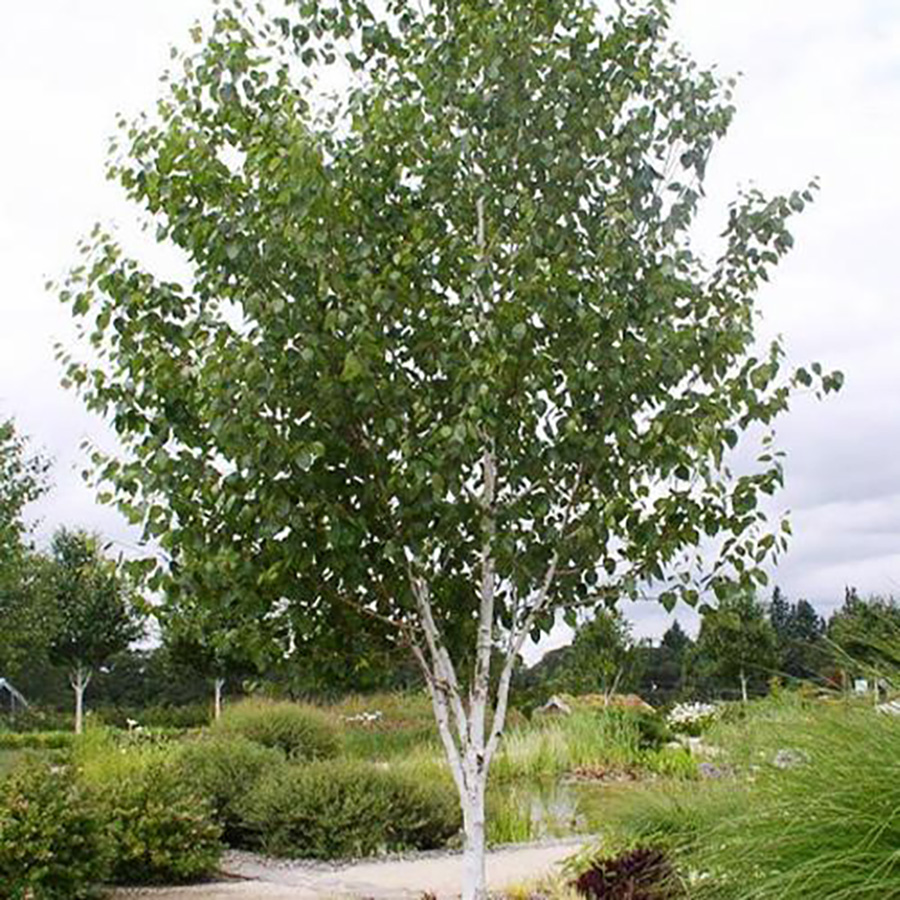 Превью изображения