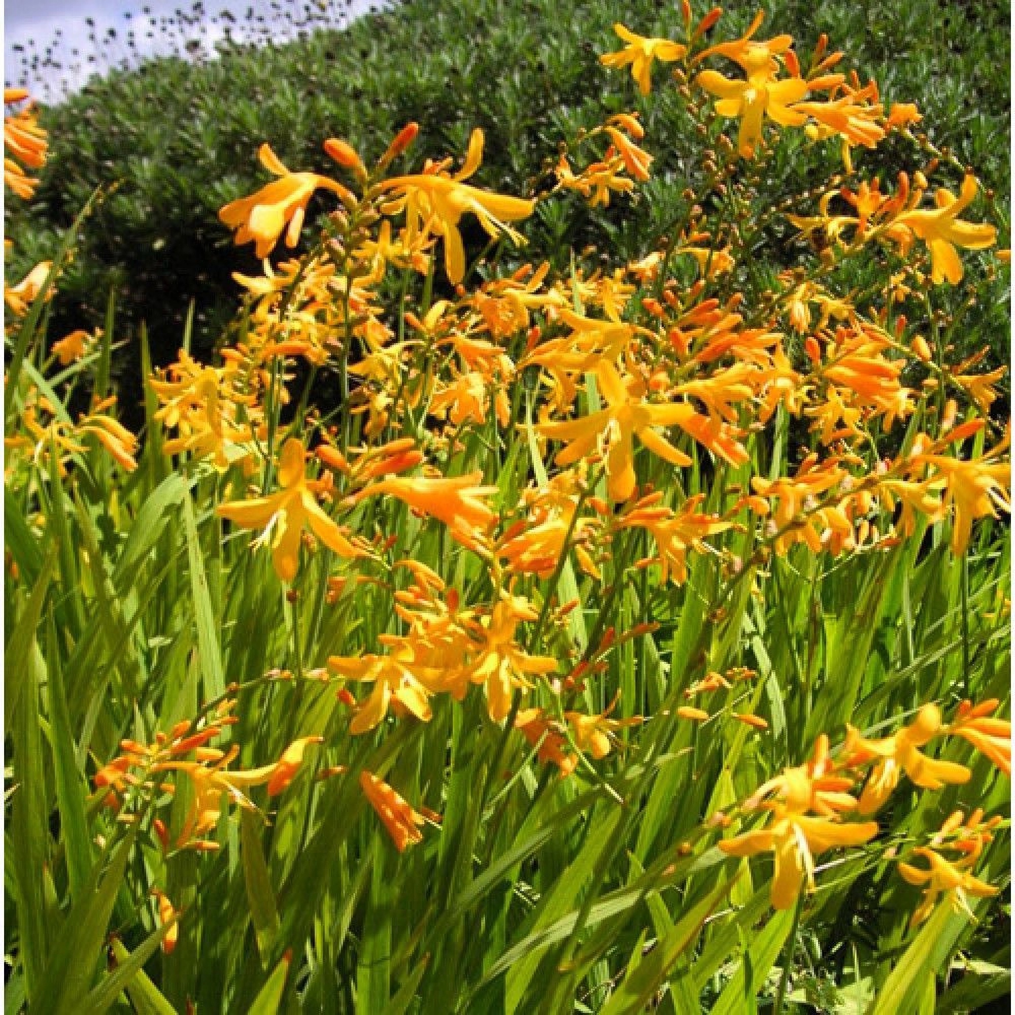 Превью изображения