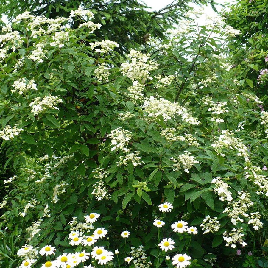 Превью изображения