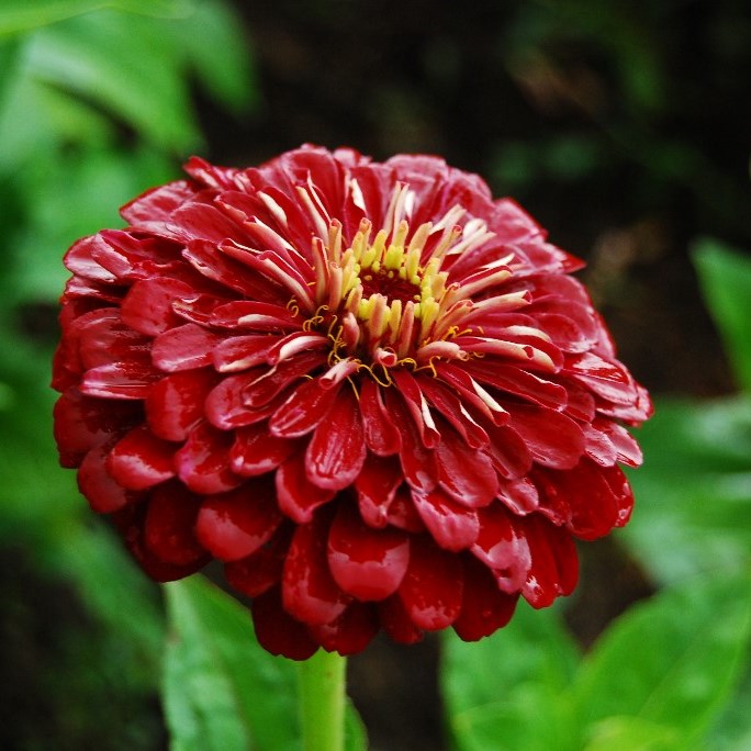 Превью изображения