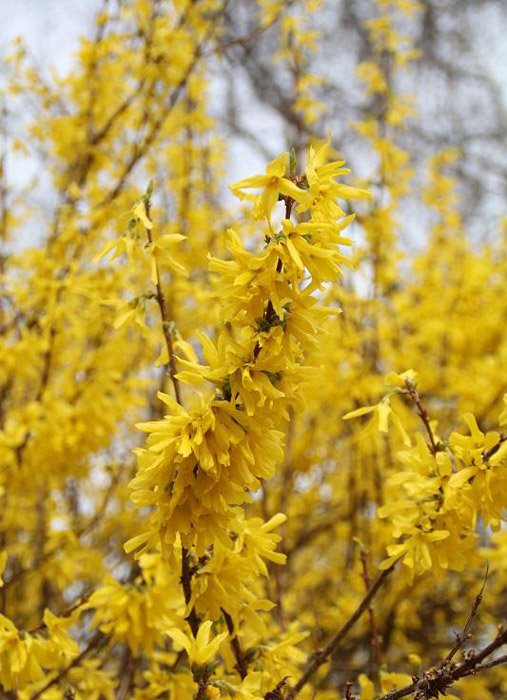 Превью изображения