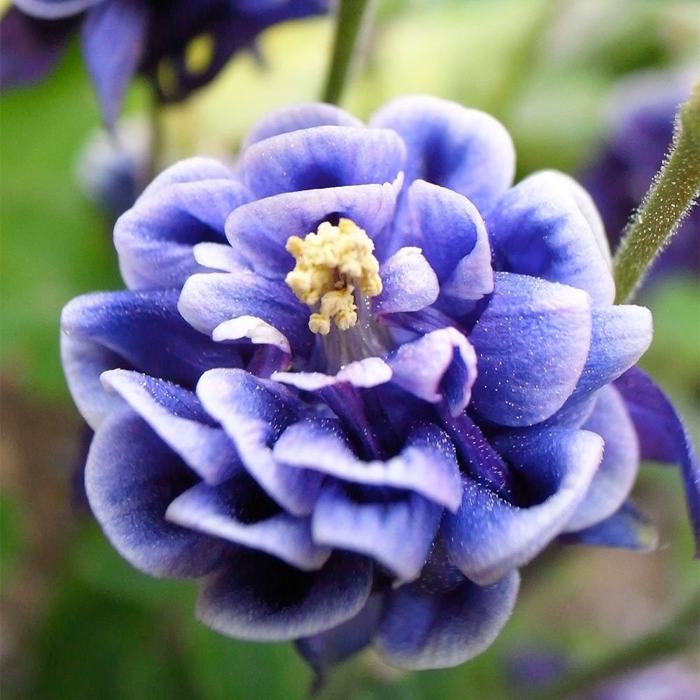 Превью изображения