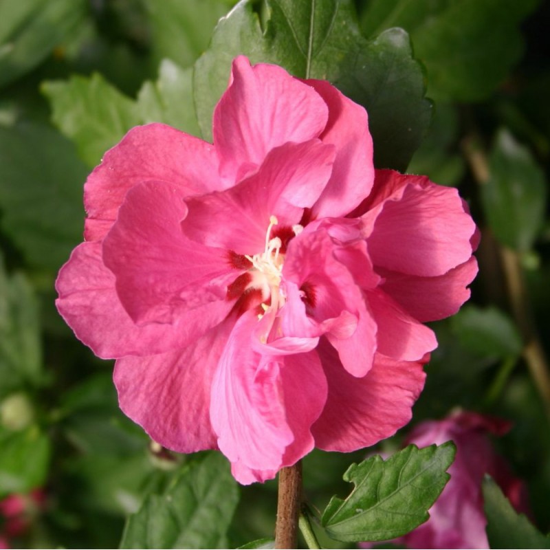 Превью изображения