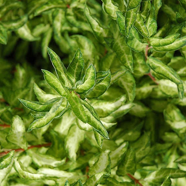 Превью изображения